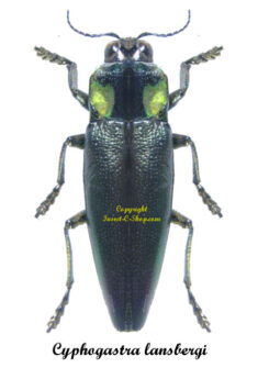 Cyphogastra lansbergi
