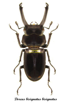 dorcus bisignatus bisignatus
