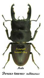Dorcus taurus subtaurus