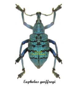 Eupholus geoffroyi