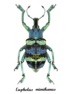 Eupholus  mimikanus