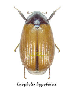 Exopholis hypoleuca