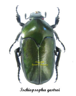 Ischiopsopha gestroi