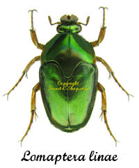 Lomaptera linae