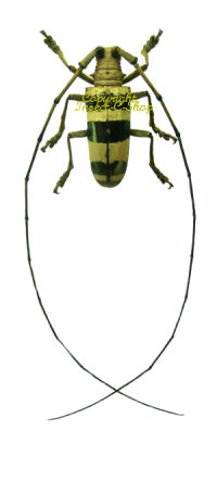 Nemophas rosenbergi