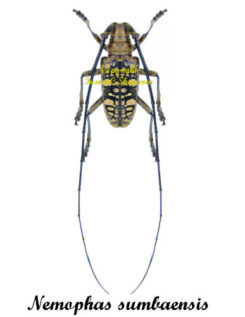 Nemophas sumbaensis