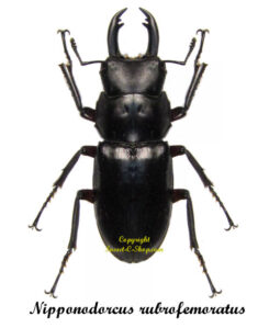 Nipponodorcus rubrofemoratus