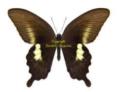 Papilio fuscus pertinax
