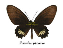 Parides pizarro