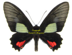 Parides vertumnus autumnus