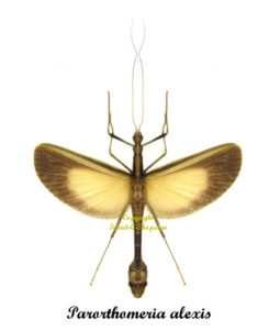 Parorthomeria alexis ( spread )