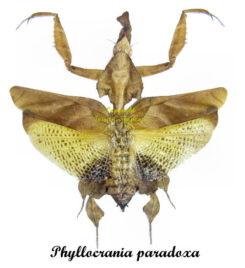 Phyllocrania paradoxa ( spread )