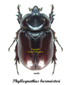 Phyllognathus burmeisteri