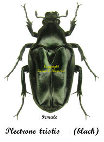 Plectrone tristis ( noir )