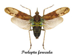 Prolepta ferocula ( spread )