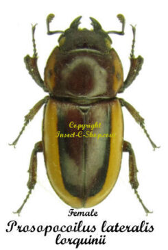 Prosopocoilus lateralis lorquinii
