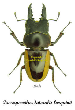 Prosopocoilus lateralis lorquinii