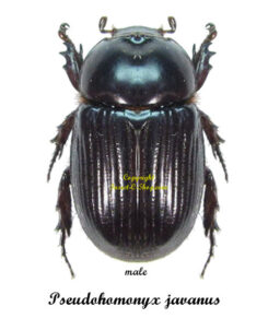 Pseudohomonyx javanus sumatrensis