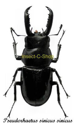 Pseudorhaetus sinicus ssp. sinicus
