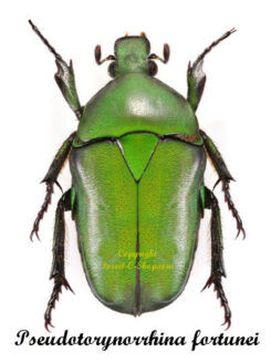 Pseudotorynorrhina fortunei