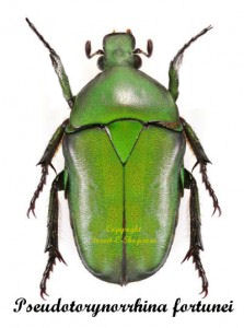 Pseudotorynorrhina fortunei
