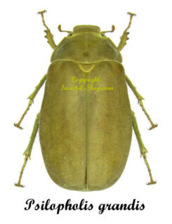 Psilopholis grandis
