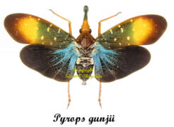 Pyrops gunjii ( spread )