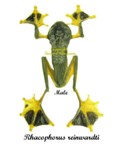 Rhacophorus reinwardtii