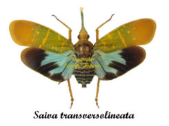 Saiva transversolineata ( spread )