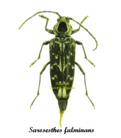 Sarosesthes fulminans
