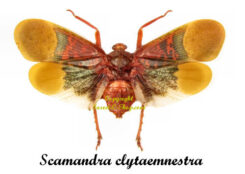 Scamandra clytaemnestra ( spread )