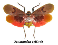 Scamandra collaris ( spread )