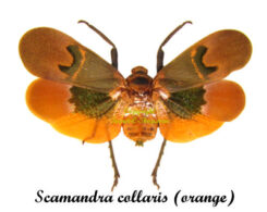 Scamandra collaris ( spread ) - orange