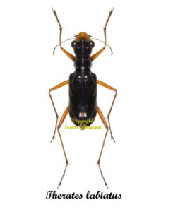 Therates labiatus