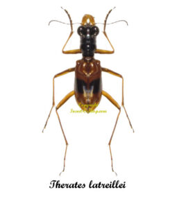 Therates latreillei pseudobipunctatus