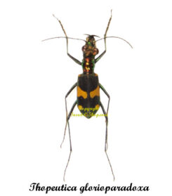 Thopeutica glorioparadoxa