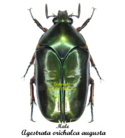 Agestrata orichalca augusta