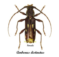 Ambonus distinctus