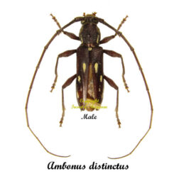 Ambonus distinctus