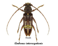 Ambonus interrogationis