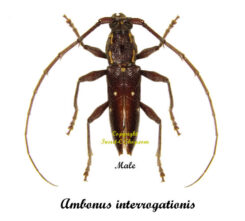 Ambonus interrogationis