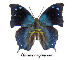 Memphis ( Anaea ) arginussa
