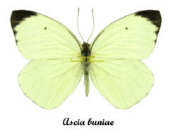 Ascia buniae