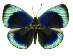 Asterope leprieuri philotima