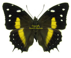 Baeotus deucalion