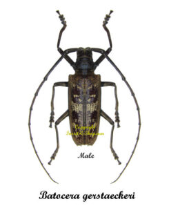 Batocera gerstaeckeri