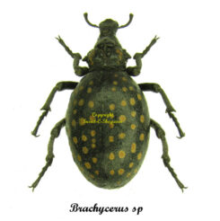 Brachycerus sp. ( ornatus? )