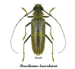Brasilianus lacordairei