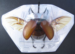 Beckius beccarii beccarii  ( étalé )