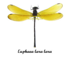 Euphaea lara lara ( étalé )